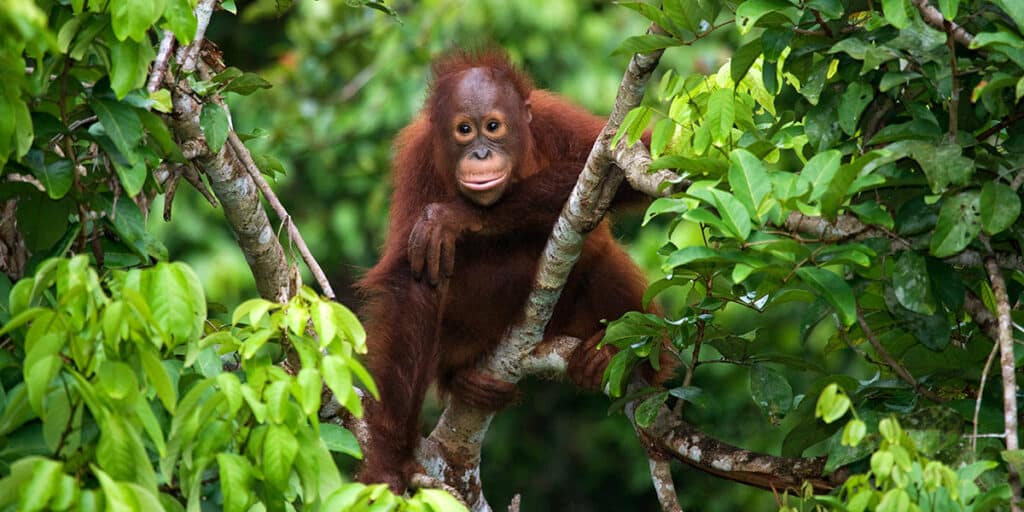 Biodiversität Und Artenschutz - Changemaker